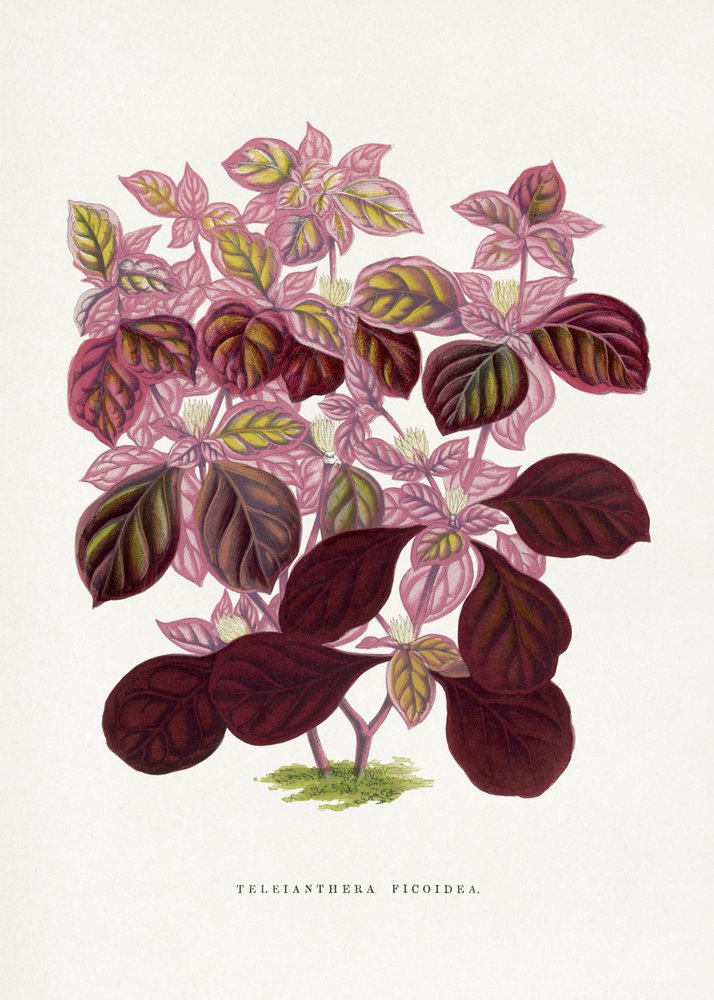  autorstwa Les Plantes a Feuillage Colore