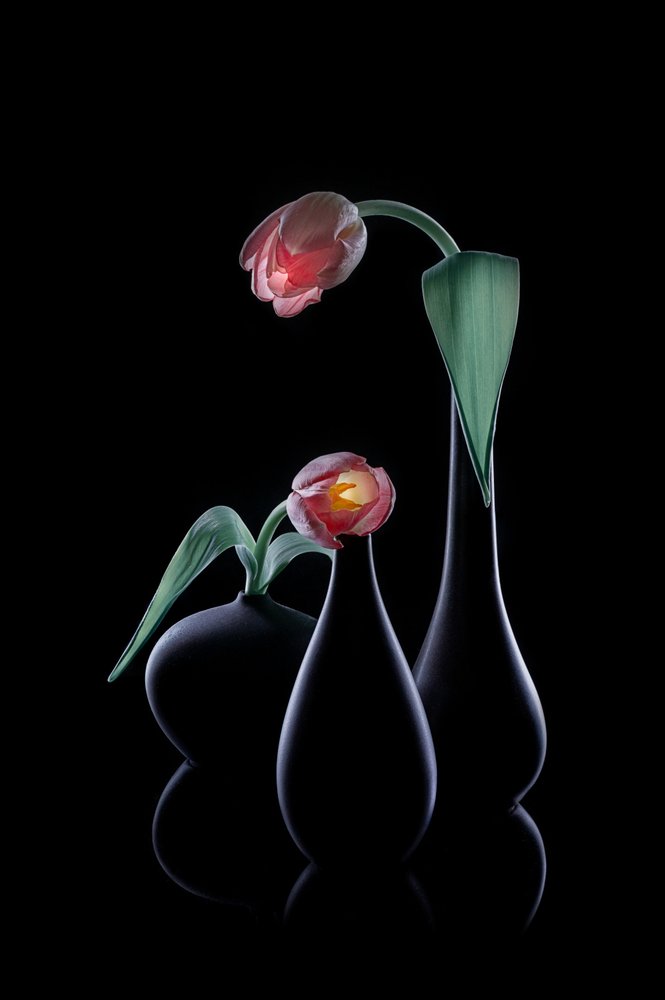 Eleganckie, świecące tulipany autorstwa Lydia Jacobs