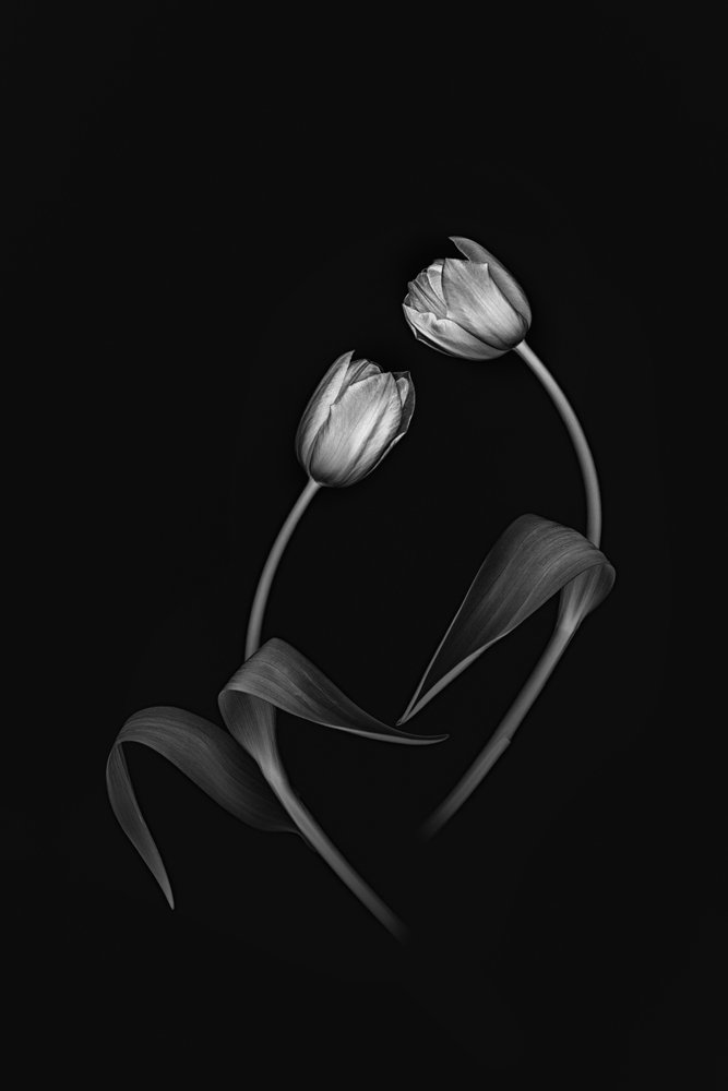Elegancki zestaw Tulip Duo autorstwa Lydia Jacobs