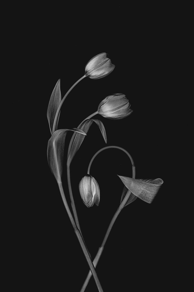 Monochromatyczny tulipan „Grace” autorstwa Lydia Jacobs