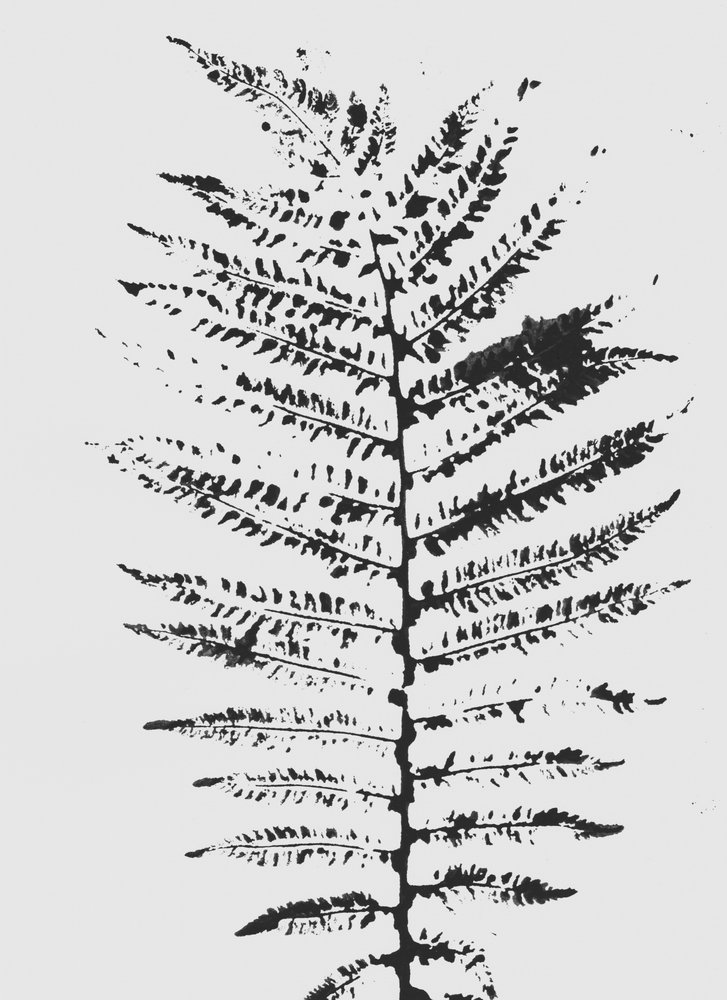 Sylwetka Black Fern autorstwa Maira Ribena