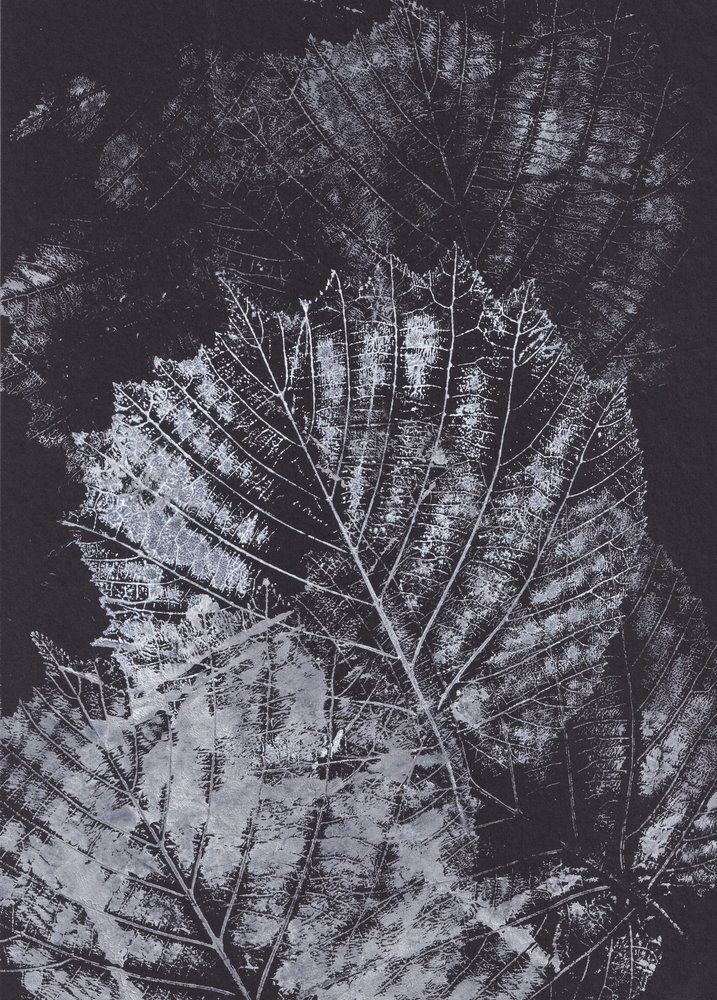 Studium monochromatycznego liścia autorstwa Maira Ribena