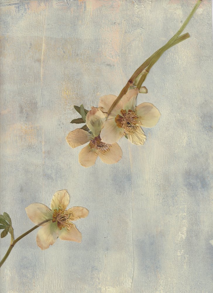 Pale Blue Botanicals autorstwa Maira Ribena