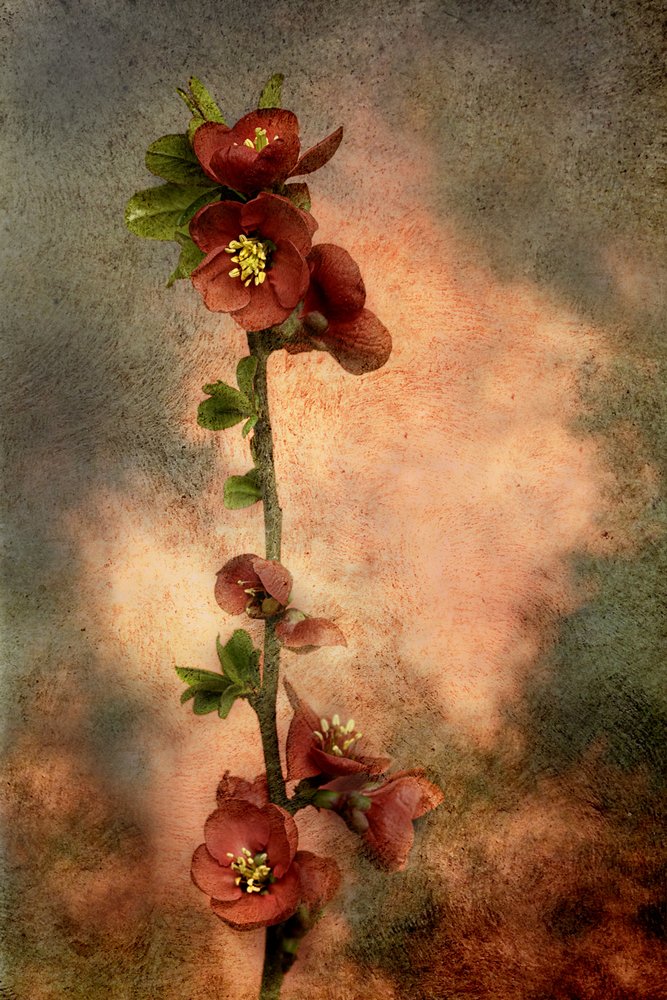  autorstwa Marie-anne Stas