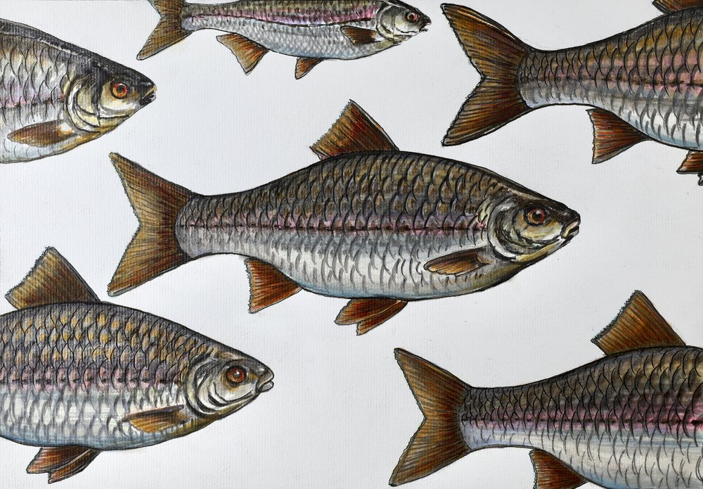 Ilustracja pływającej ryby autorstwa Marina Kozyr