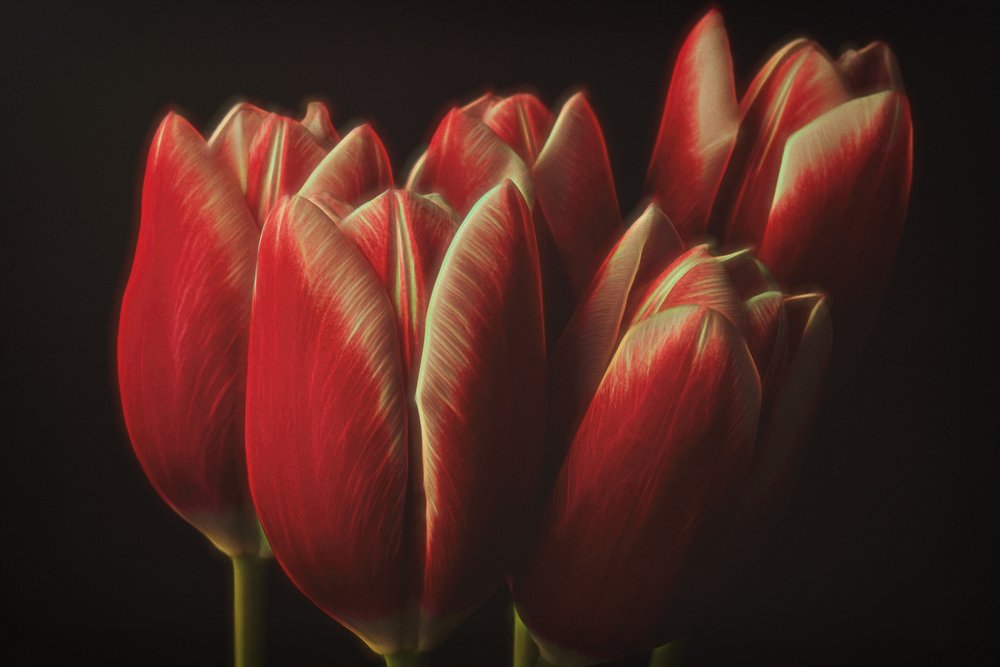 Tulipany w nastrojowym czerwonym kolorze autorstwa Naoya Nakagawa