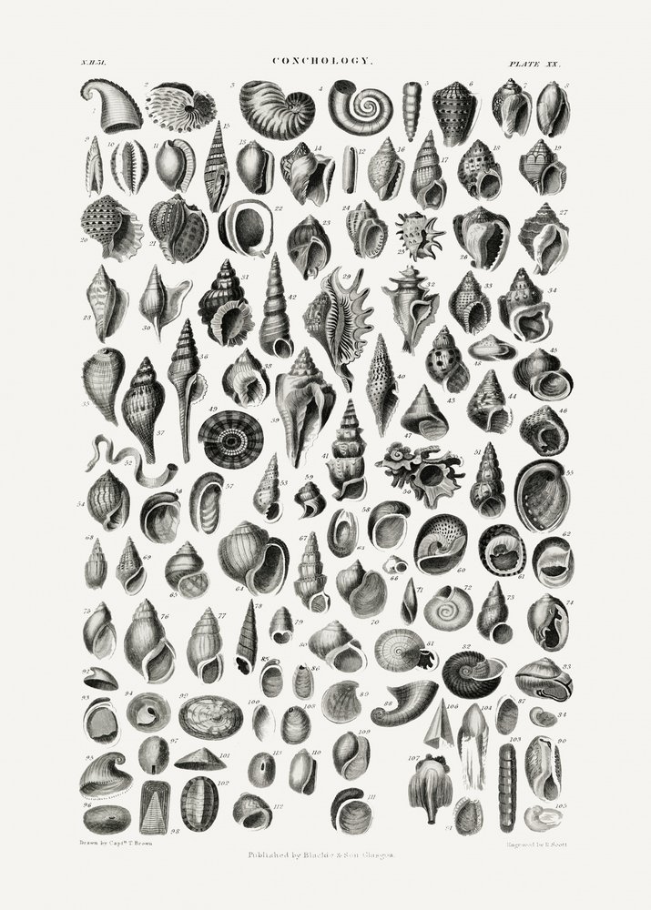 Sealife III autorstwa Oliver Goldsmith