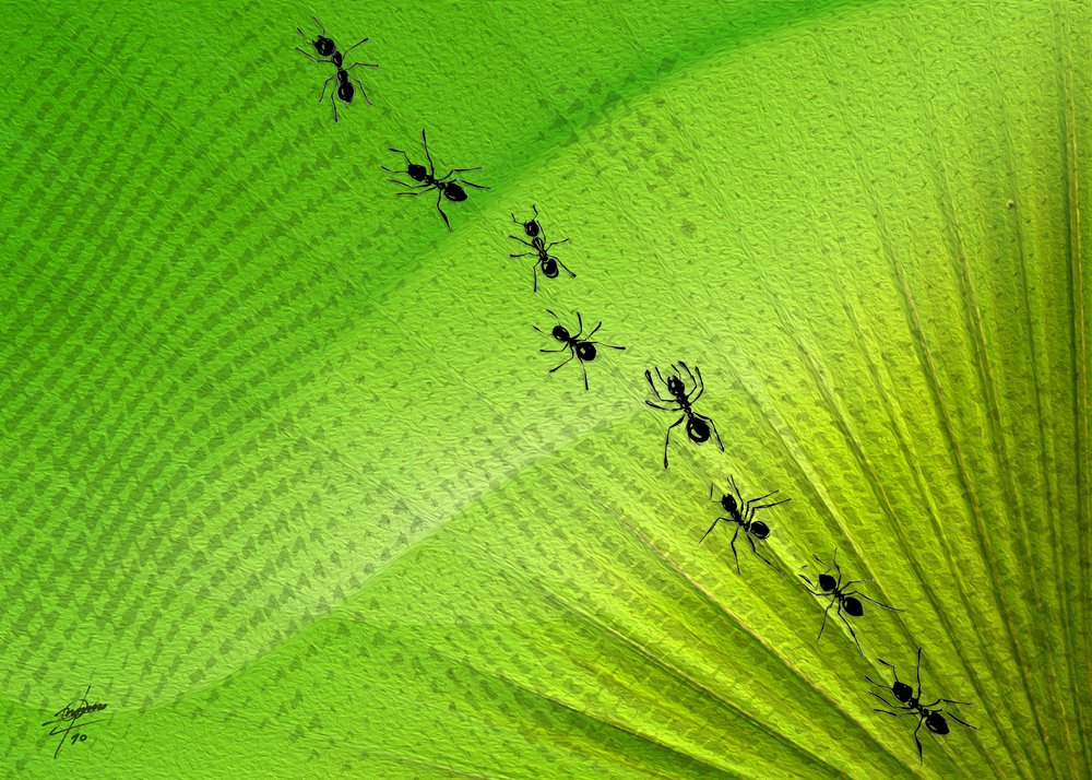 Ślad mrówek z Green Leaf autorstwa Osvaldo Russo