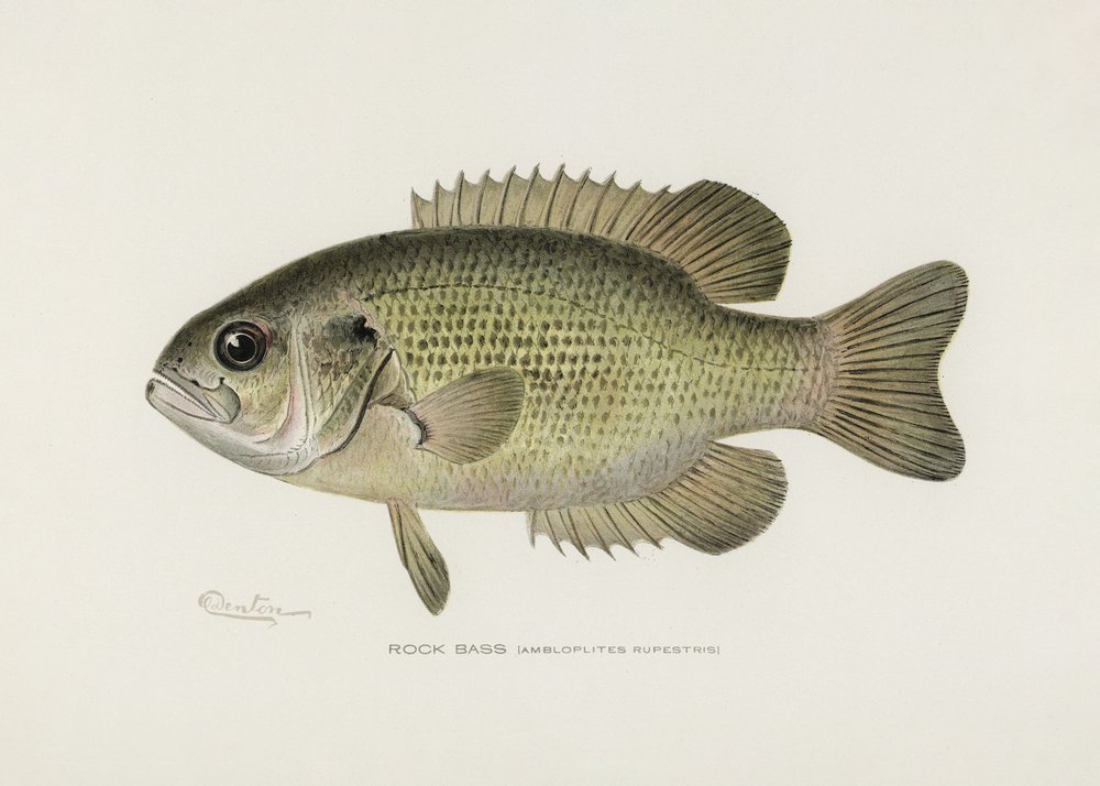  autorstwa Pictufy