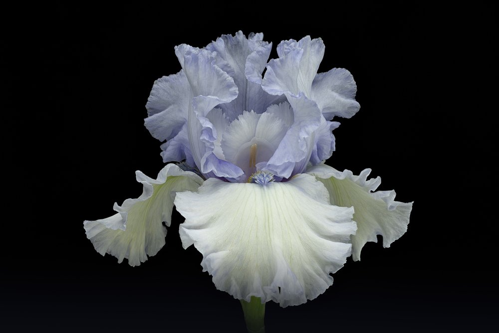 Elegancka niebieska irys autorstwa Richard Urbanski
