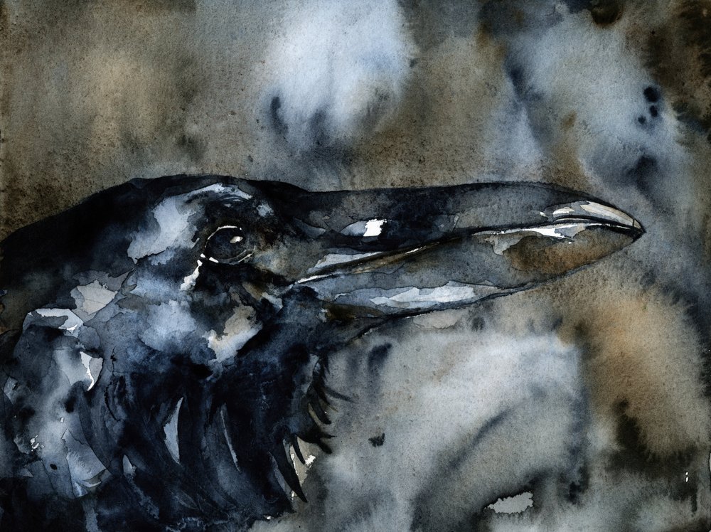 Profil Dark Raven autorstwa RodMacIver