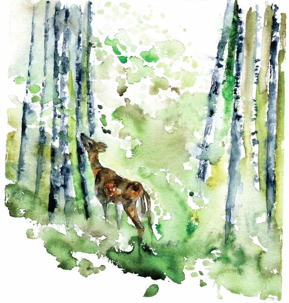 Leśna sarna – akwarela autorstwa RodMacIver