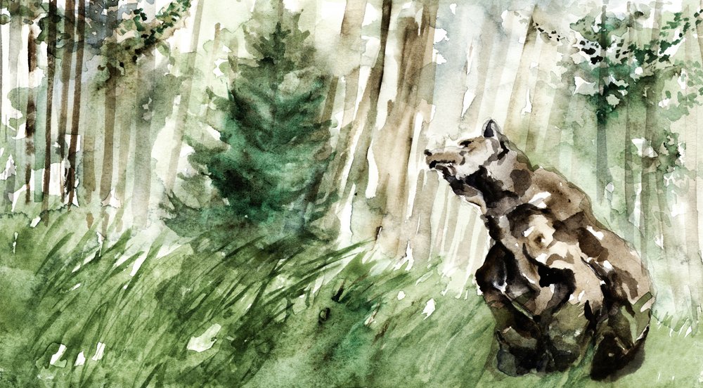 Dzikie niedźwiedzie leśne autorstwa RodMacIver