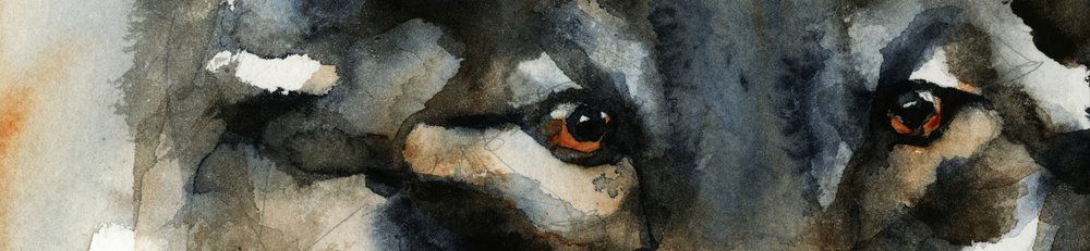 Oczy dzikiego wilka autorstwa RodMacIver