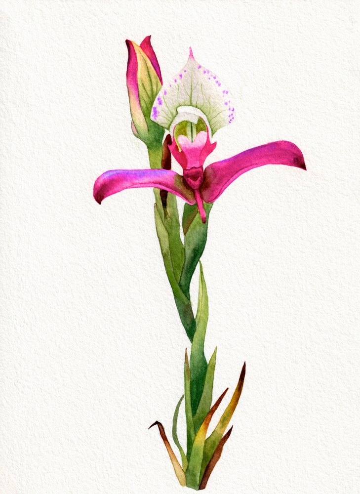 Różowy kwiat orchidei autorstwa Salome