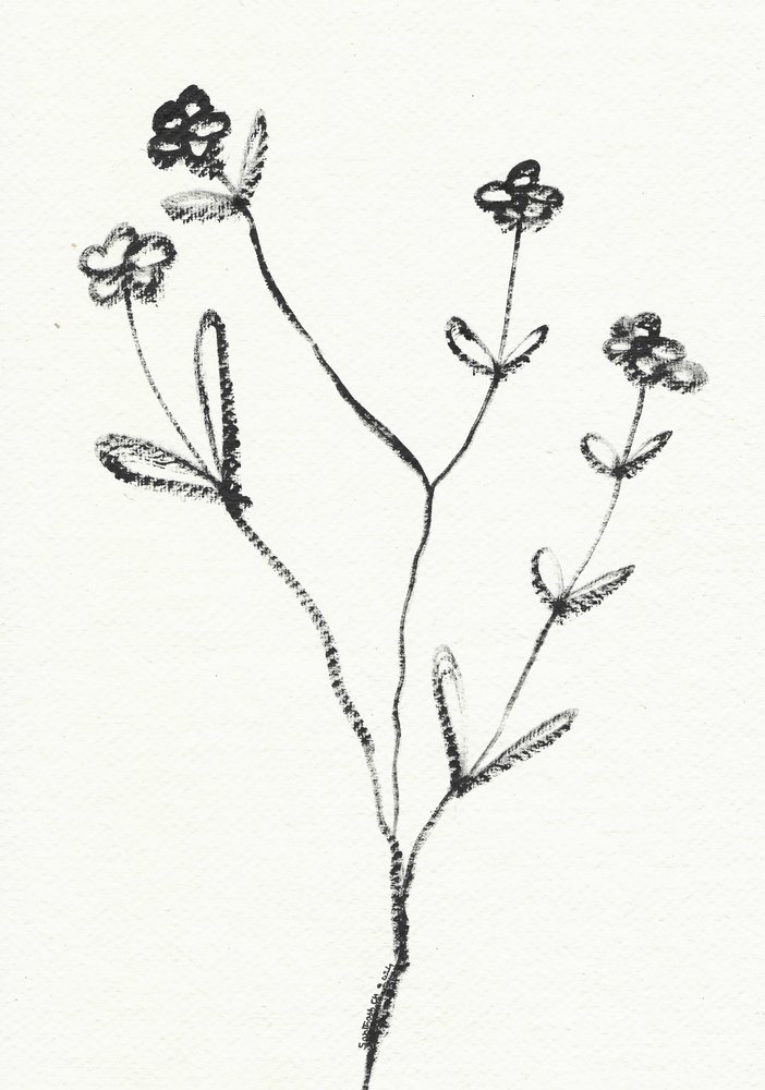 Minimalistyczny rysunek botaniczny autorstwa Santhosh ch