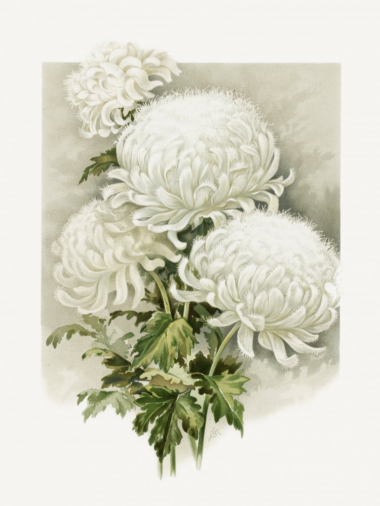 Pani Alpheus Hardy autorstwa Sidney Thomas Callowhill