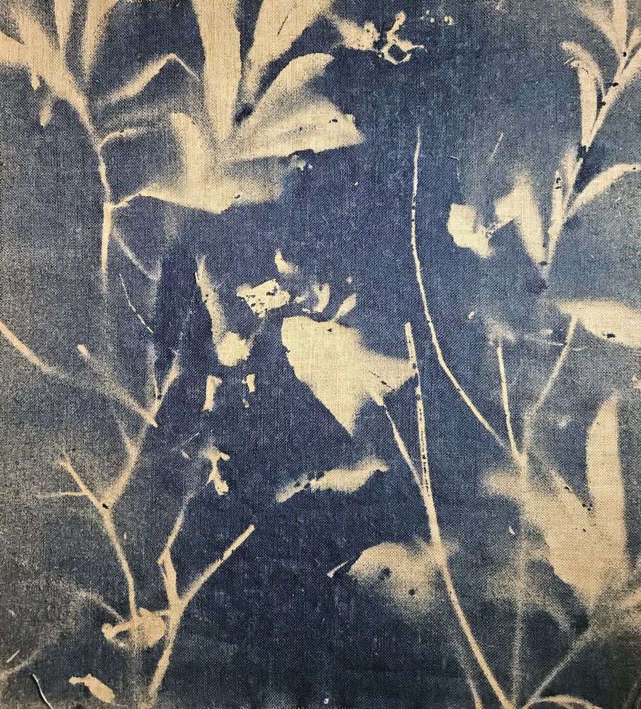 Niebieskie botaniczne cienie autorstwa Stefano Mazzolini