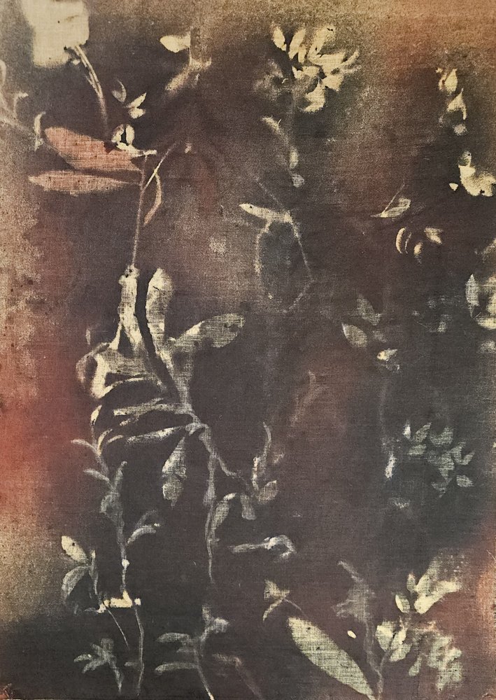 Ciemne formy botaniczne autorstwa Stefano Mazzolini