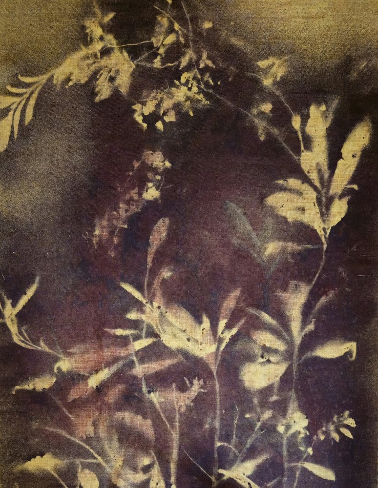 Ciemne studium botaniczne autorstwa Stefano Mazzolini