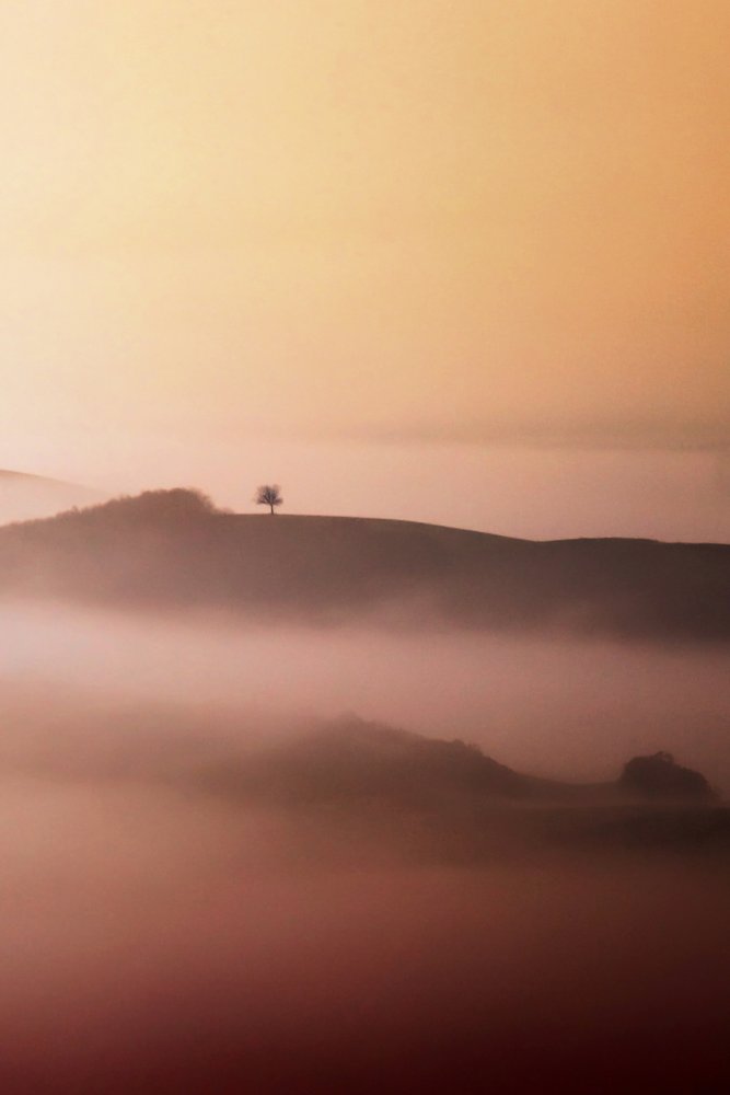 Lone Tree Złota Mgła autorstwa Vanja Tajnsek