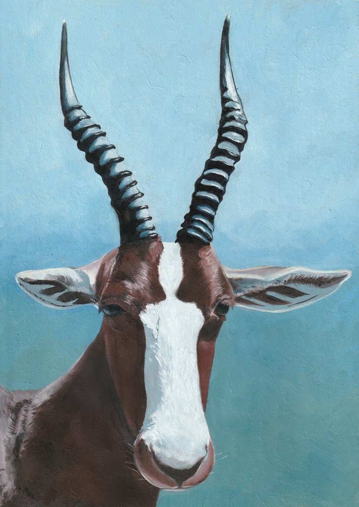 Portret antylopy blesbok autorstwa Viccy Wanliss