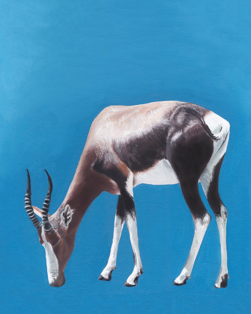 Pasąca się antylopa bontebok autorstwa Viccy Wanliss
