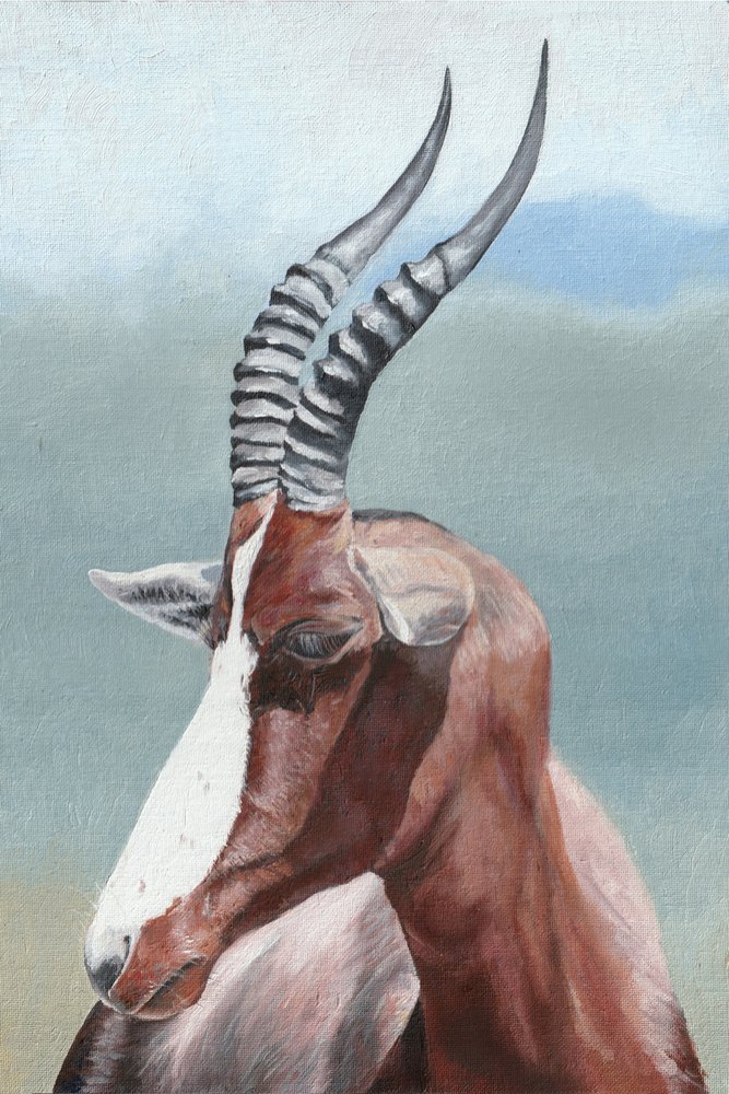 Majestatyczna antylopa blesbok autorstwa Viccy Wanliss