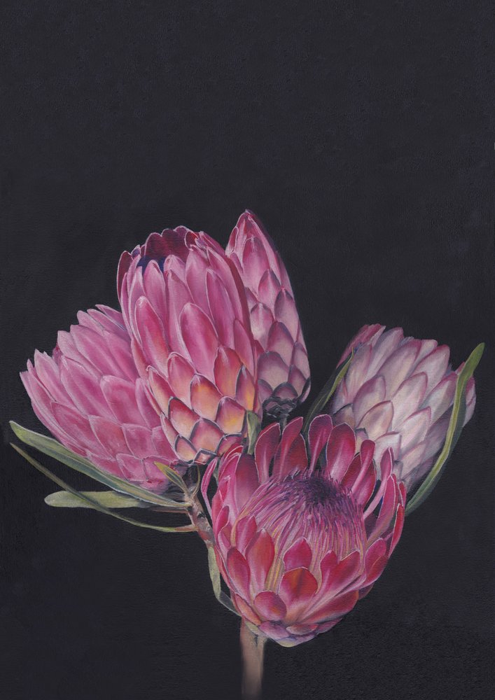„Protea Medley” autorstwa Viccy Wanliss autorstwa Viccy Wanliss