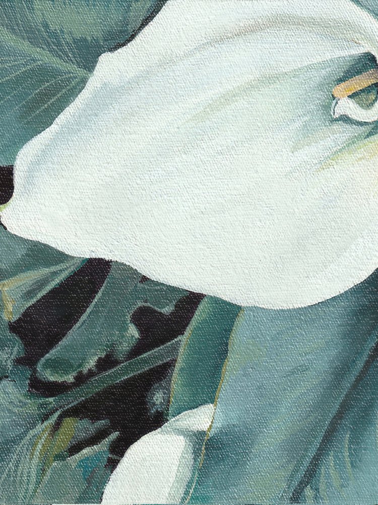 Kwiat białej lilii calla autorstwa Viccy Wanliss