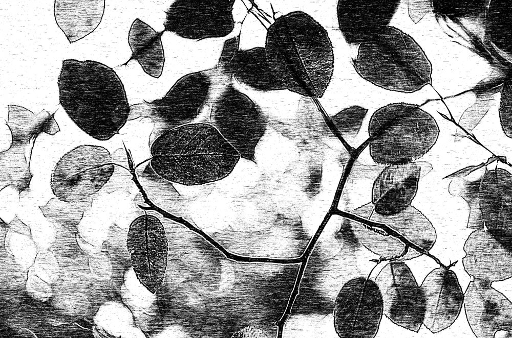Monochromatyczny baldachim z liści autorstwa Ylva Sjögren