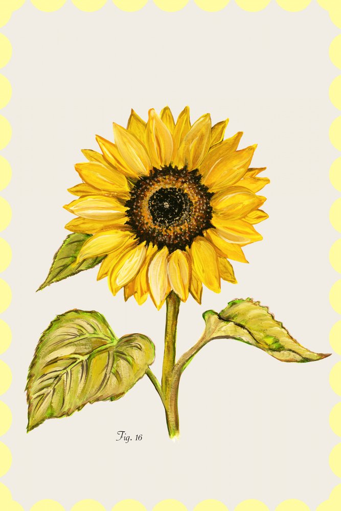 Golden Sunflower – roślina autorstwa cartissi