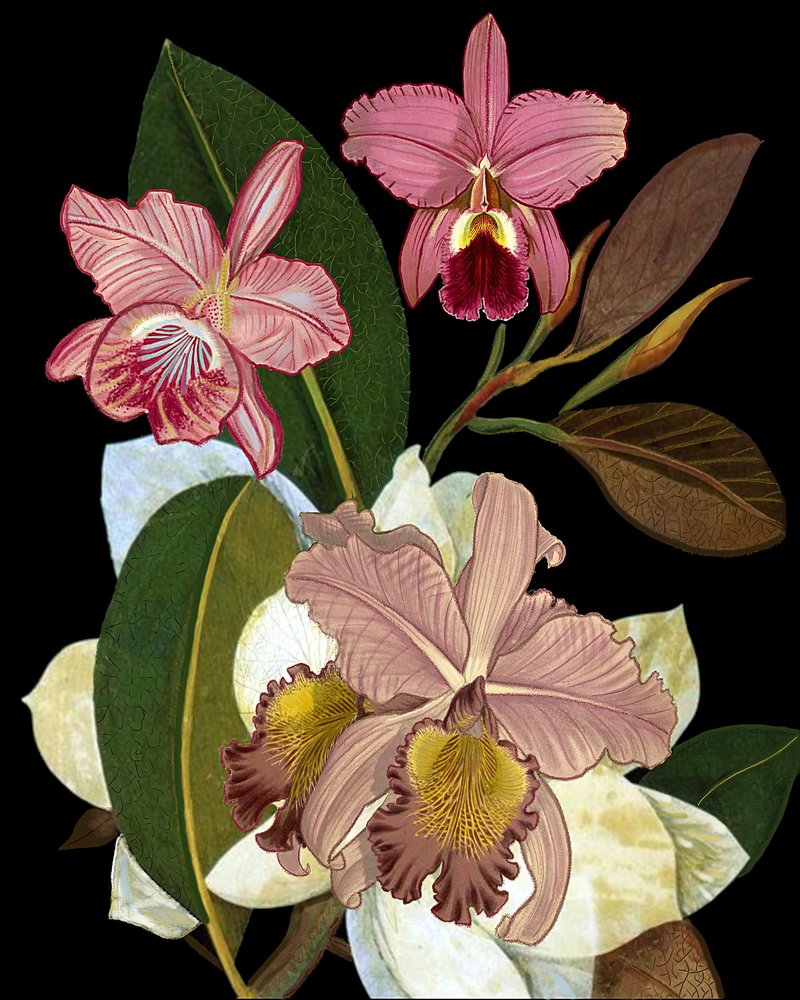  autorstwa giovanna nicolo