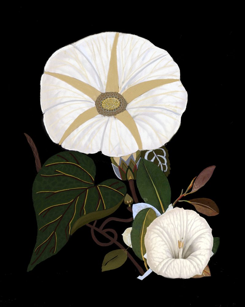  autorstwa giovanna nicolo