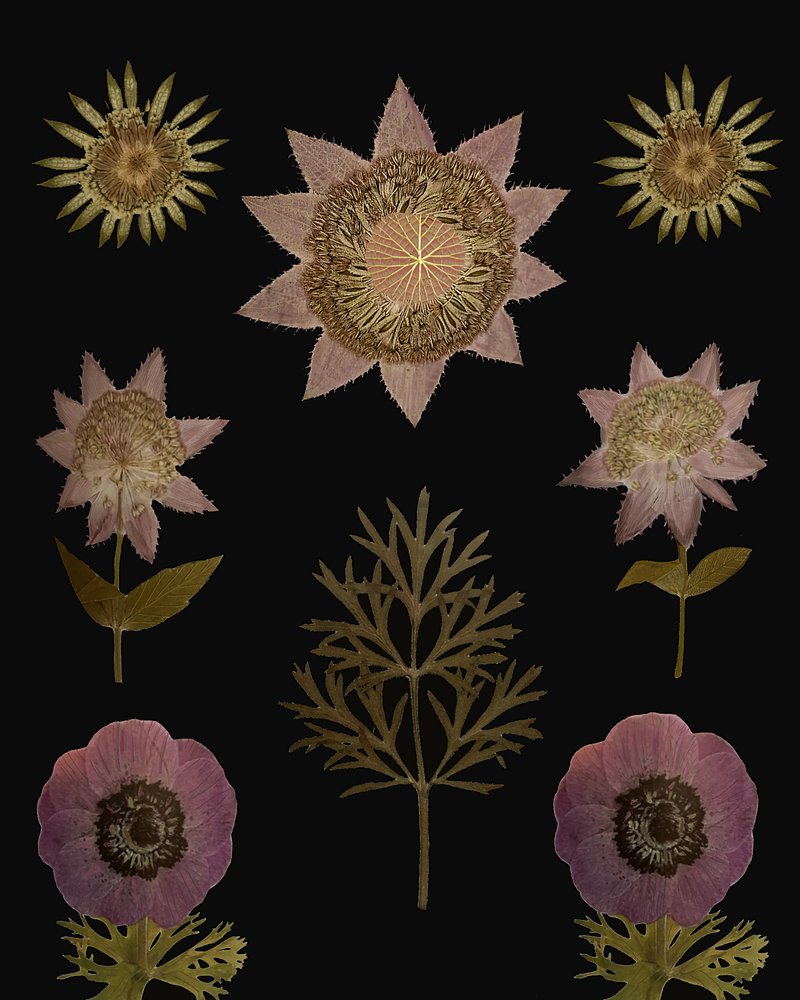  autorstwa giovanna nicolo