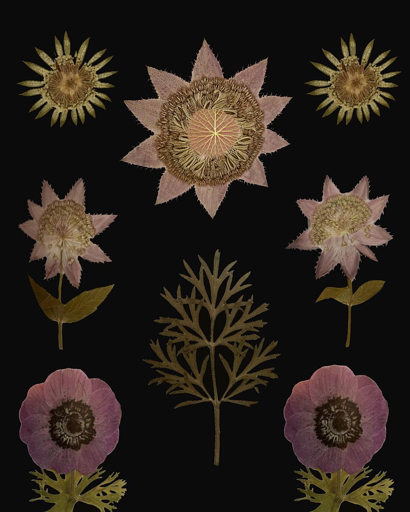  autorstwa giovanna nicolo