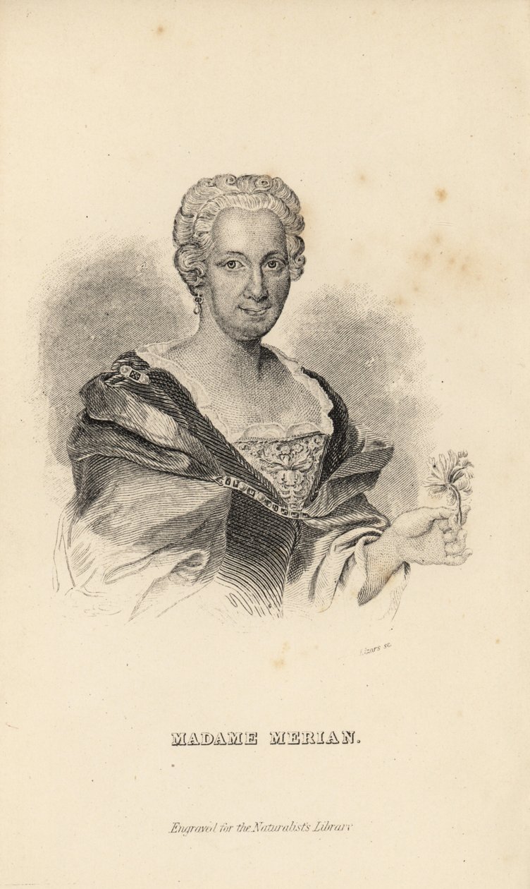 Madame Merian lub Maria Sybilla Merian, niemiecka przyrodniczka, entomolog i ilustratorka naukowa, 1647-1717 autorstwa Unknown