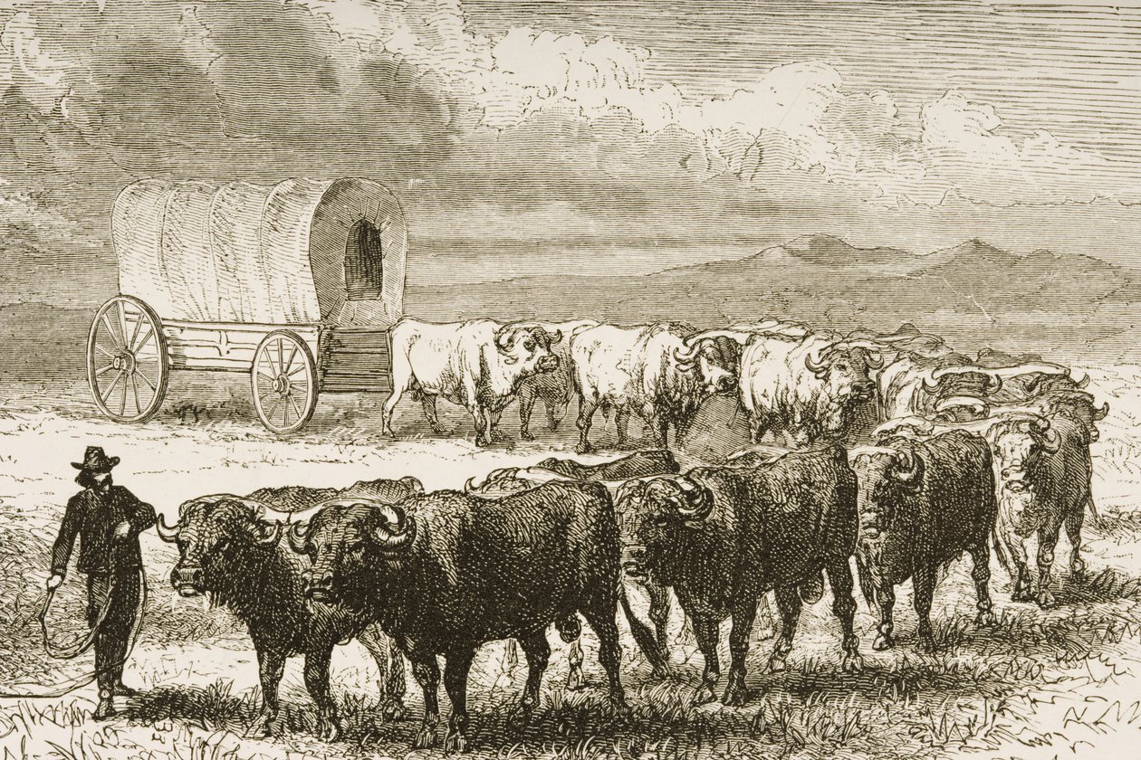 Wagon Bullock Crossing the Great Plains między St. Louis i Denver, ok. 1870, z „American Pictures”, wydanego przez The Religious Tract Society, 1876 (rycina) autorstwa English School