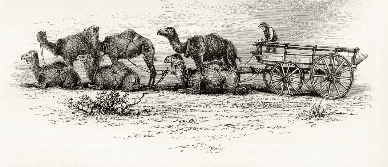 Wielbłądy używane do transportu materiałów przez pustynię w Australii, ok. 1880, z „Australian Pictures” Howarda Willoughby’ego, opublikowane przez religijne Towarzystwo Traktu, Londyn, 1886 autorstwa English School
