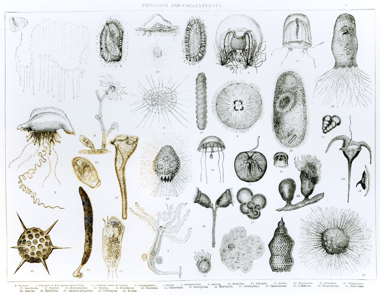 Protozoa i Coelenterata (lito) (m.c. zdjęcie) autorstwa English School