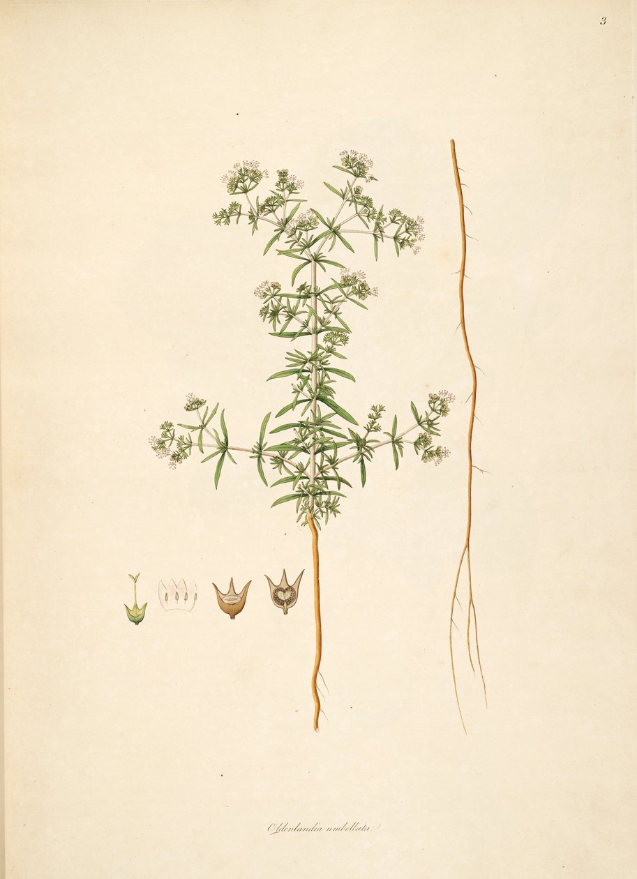 Ilustracja parasola Oldenlandia, Rubiaceae autorstwa anonymus