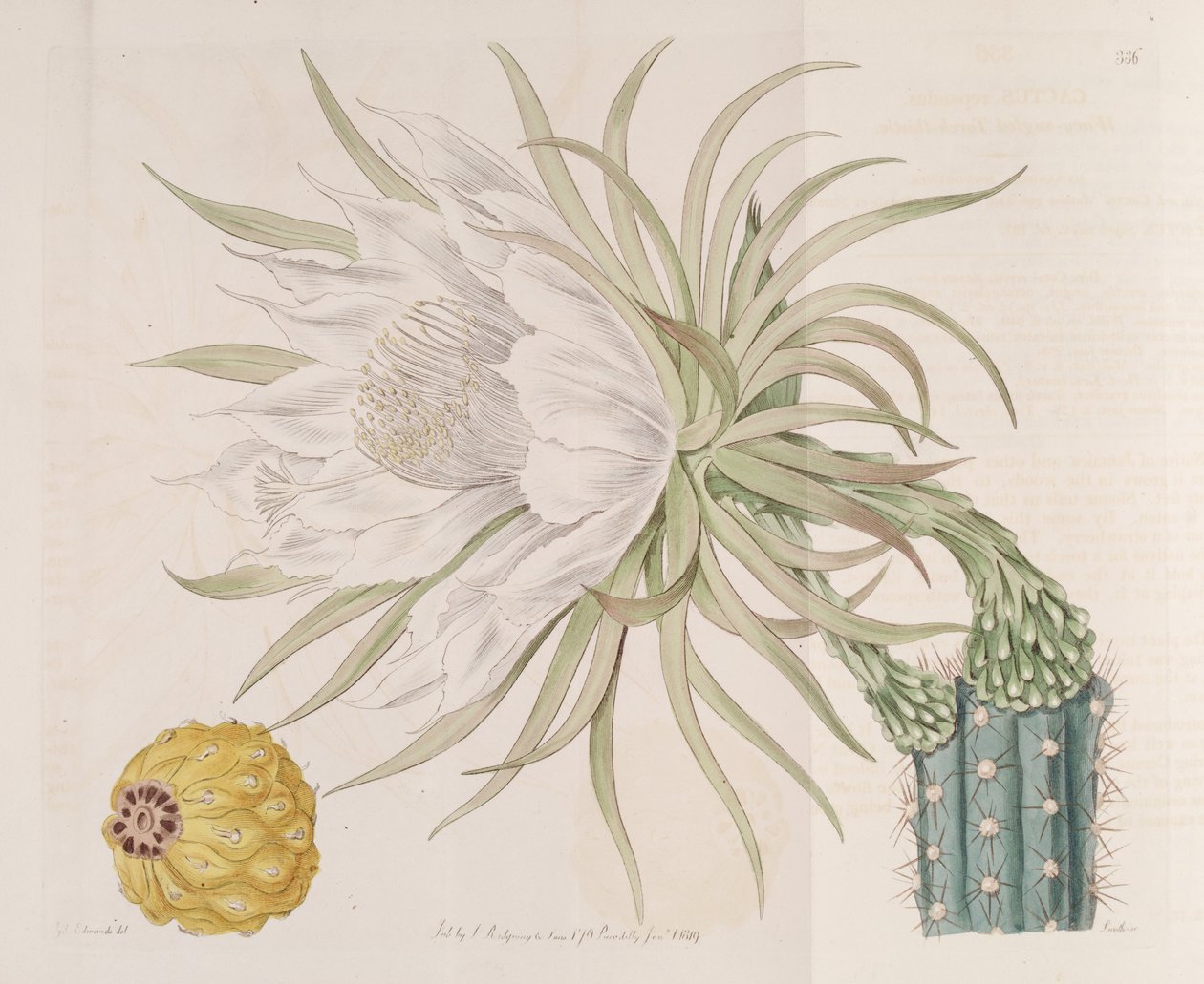Harrisia gracilis autorstwa Edwards