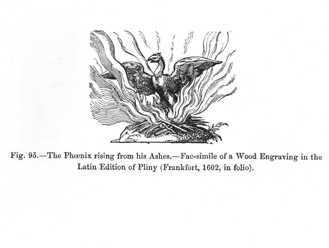 Feniks podnoszący się z popiołów, z łacińskiego wydania Pliniusza wydanego we Frankfurcie w 1602 roku, ilustracja z "Science and Literature in The Middle Ages and Renaissance", napisana i wyryta przez autorstwa German School