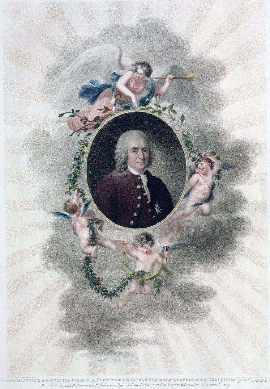 Carolus Linnaeus (1707-78), Rycerz Gwiazdy Polarnej, Pierwszy Lekarz Króla, Profesor Botaniki na Uniwersytecie w Upsal, rytowany przez Francesco Bartolozzi (1727-1815), opublikowany 1806 (kolor autorstwa Hollman
