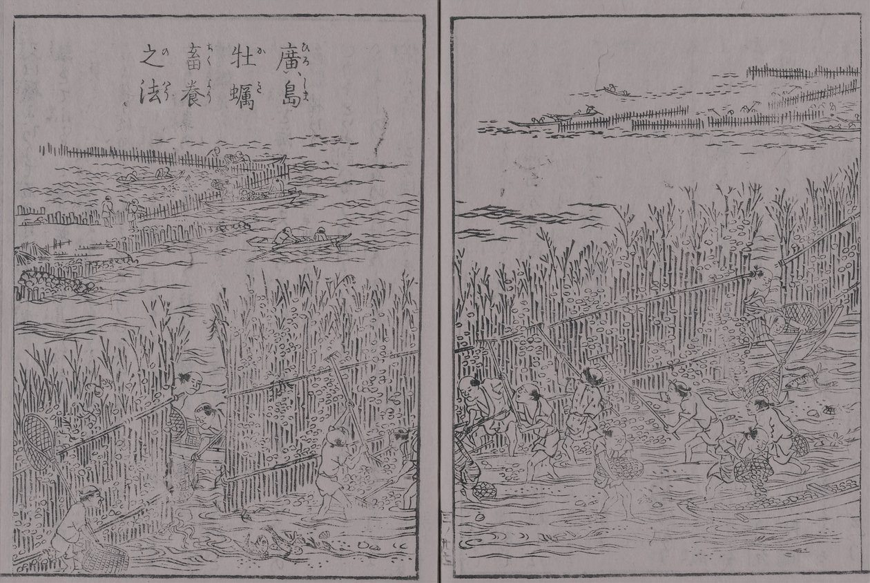 Japonia Specjalna ostryga Sankai ilość 3 Ostrygi z Hiroszimy Metoda hodowli ostryg z Hiroszimy autorstwa 蔀関月 Kangetsu