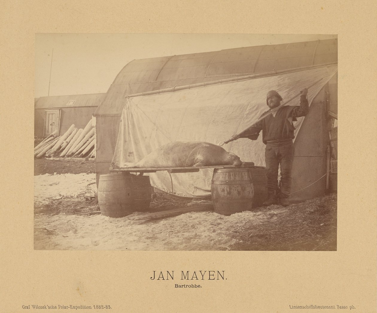 Jan Mayen, Bartrobbe autorstwa (Linienschiffs Lieutenant) Richard Basso