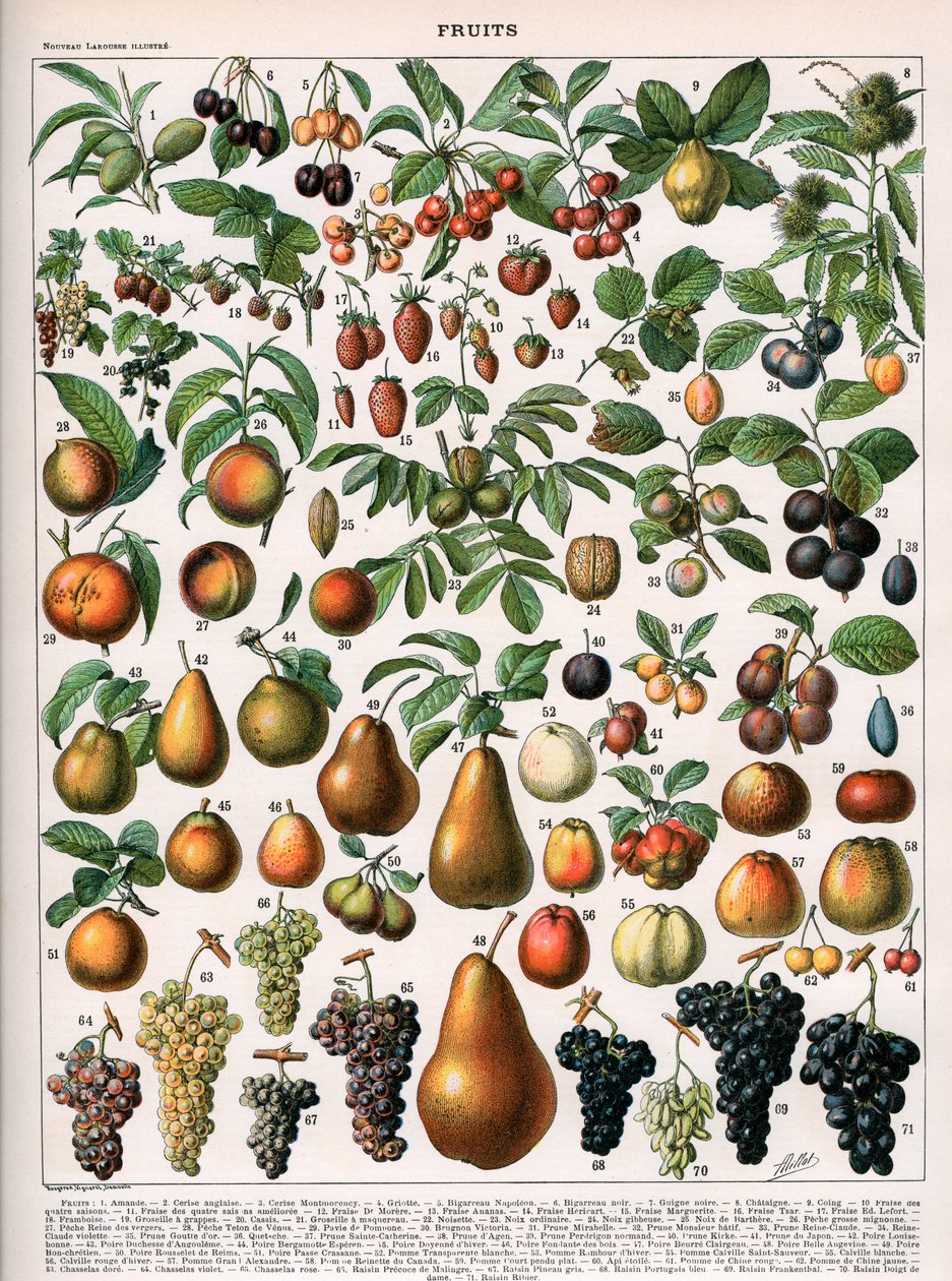 Ilustracja odmian owoców, c.1905-10 (kolor lito) autorstwa (after) Alillot