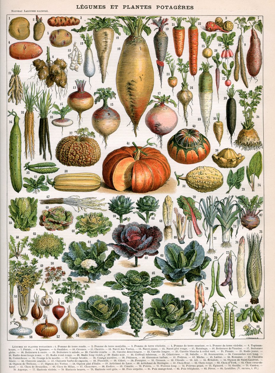 Ilustracja odmian warzyw, ok. 1905-10 (litografia barwna) autorstwa (after) Alillot