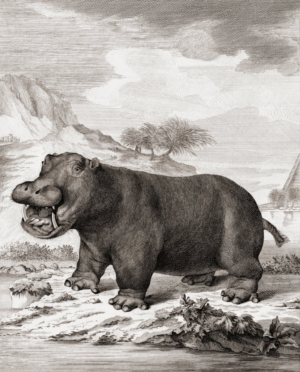 Hipopotam (Hippopotamus amphibius) autorstwa (after) Dutch School