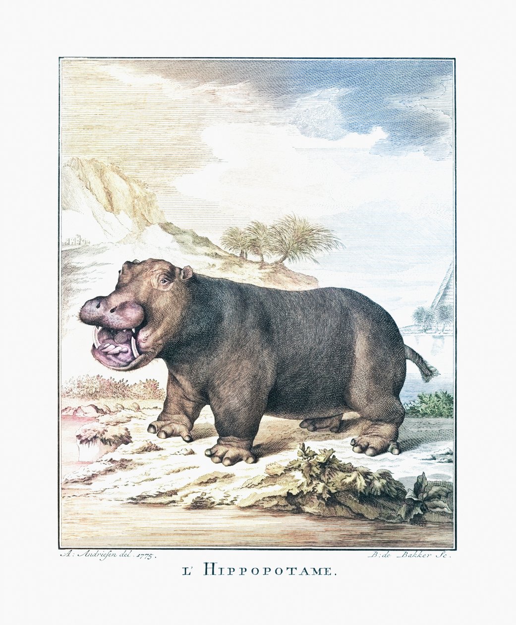 Hipopotam (Hippopotamus amphibius) autorstwa (after) Dutch School
